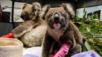 Bushfire relief: How you can help those in need