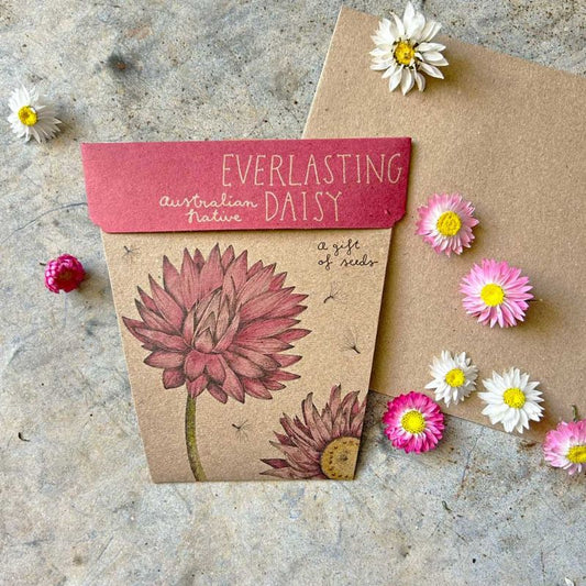 Everlasting Daisy - A gift of seeds | Sow n sow