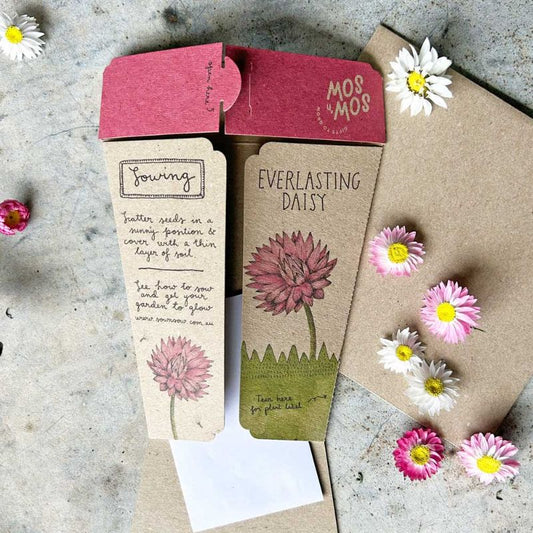 Everlasting Daisy Seed Gift Set